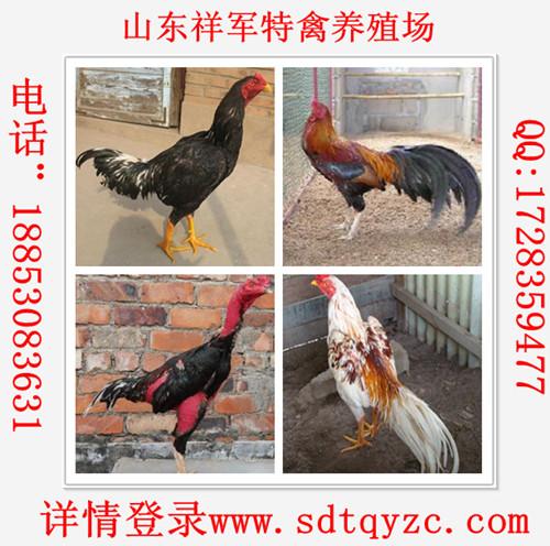 供應(yīng)河南哪里有賣純種斗雞的