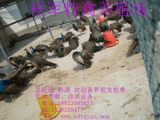 供應(yīng)江西*養(yǎng)殖利潤(rùn)