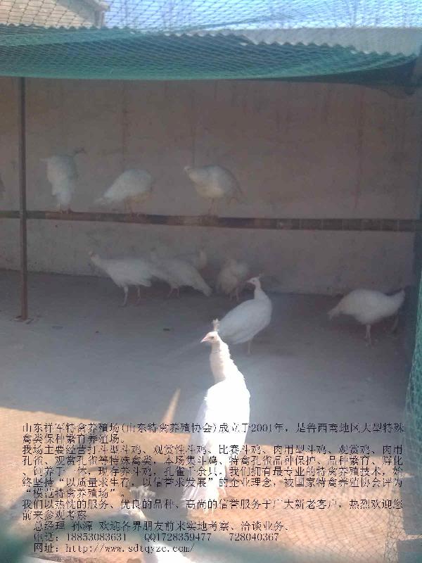 供應河北*養(yǎng)殖效益