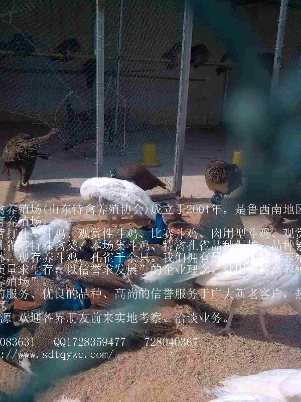 供應(yīng)*價(jià)格