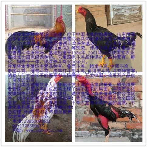 供應(yīng)許昌斗雞價(jià)格