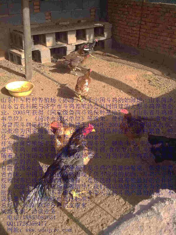 供應(yīng)許昌斗雞價(jià)格