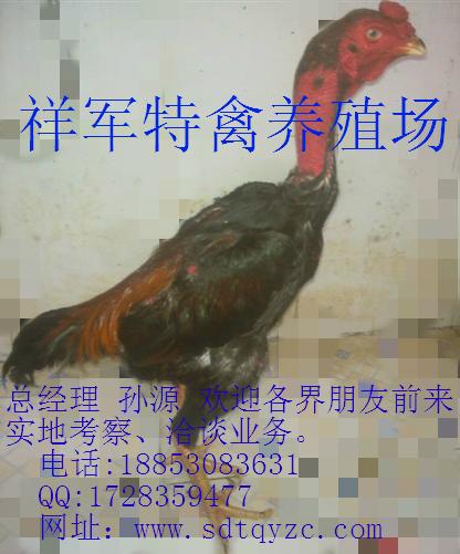 供應(yīng)許昌斗雞價(jià)格