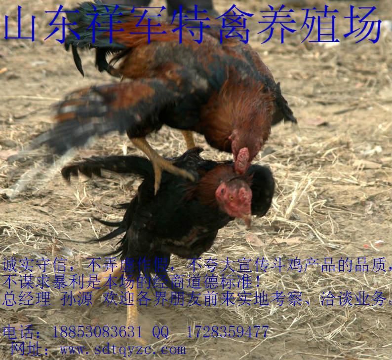 供應(yīng)河南哪里有賣純種斗雞的