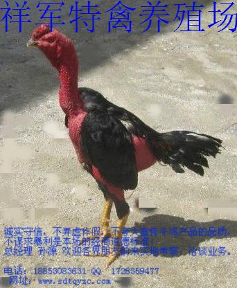 供應(yīng)中國斗雞養(yǎng)殖品種優(yōu)價格低