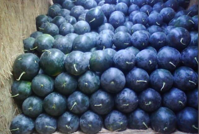 河南西瓜蔬菜生產(chǎn)批發(fā)市場(chǎng)  河南省西瓜蔬菜交易市場(chǎng) 周口市西瓜基發(fā)批發(fā)