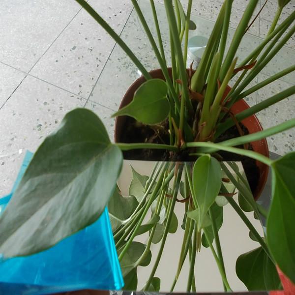 供應(yīng)PS透鏡，PS半透鏡，PS透明鏡片