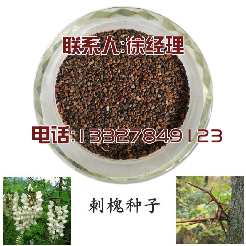 供应刺槐种子刺槐价格刺槐种植技术刺槐苗刺槐树图片刺槐种子批发图片