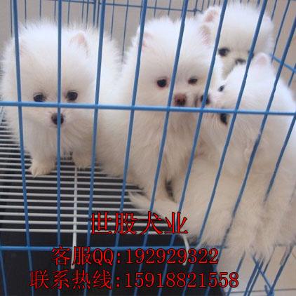 广州市博美犬厂家供应博美犬 广州博美多少钱一只 纯种博美哪里有卖