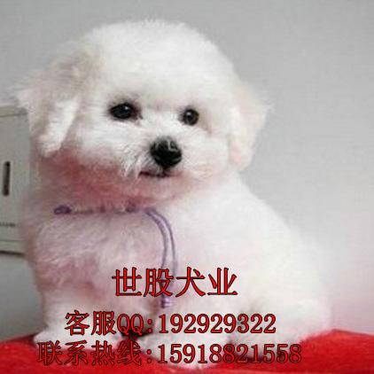 雪白色比熊犬广州哪个地方有卖纯种比熊犬 比熊犬多少钱