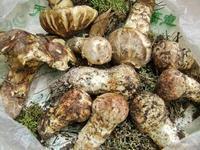 供應(yīng)*菌廠家直銷