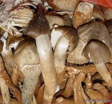 供應(yīng)雞樅菌廠家批發(fā)