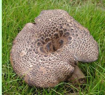 供應(yīng)黑虎掌菌批發(fā)價(jià)錢多少