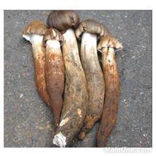 供應(yīng)雞樅菌廠家價(jià)格