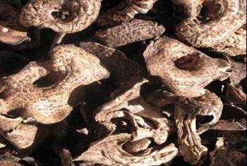 供應(yīng)黑虎掌菌*的供應(yīng)商