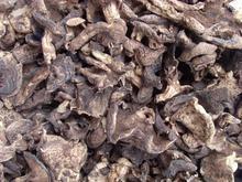 供應(yīng)黑虎掌菌廠家