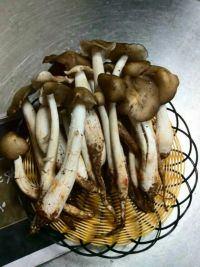 山水新鮮松茸菌圖片