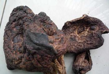 供應(yīng)黑虎掌菌圖片