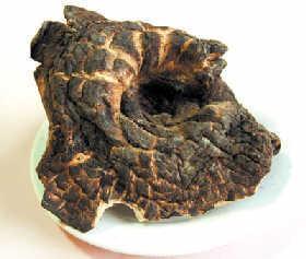 供應(yīng)黑虎掌菌