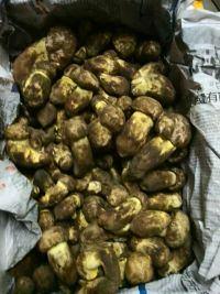 供應(yīng)高明新鮮松茸菌