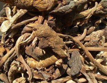 供應(yīng)廣州雞樅菌生產(chǎn)廠家