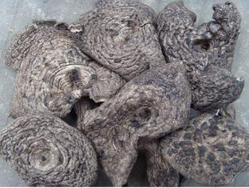 供應(yīng)黑虎掌菌圖片