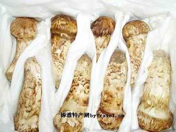 供應(yīng)松茸菌大量批發(fā)