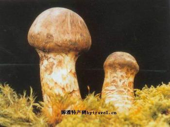 供應松茸菌生產(chǎn)廠家