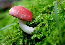 供應(yīng)廣州*菌