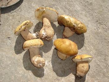 供應(yīng)佛山新鮮牛肝菌價(jià)格