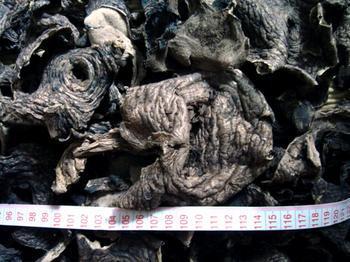 供應(yīng)黑虎掌菌圖片