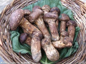 松茸菌供應(yīng)廠家/松茸菌供應(yīng)批發(fā)/松茸菌供應(yīng)價格