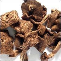 供應(yīng)廠家生產(chǎn)黑虎掌菌的價(jià)格