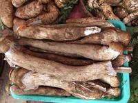 供應(yīng)哪里有*的雞樅菌