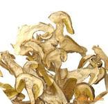 供應廣東美味牛肝菌哪里*