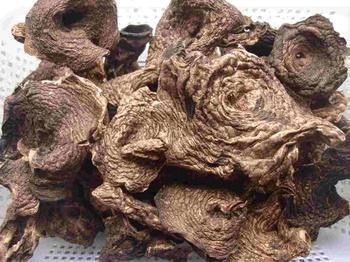 供應(yīng)哪里有黑虎掌菌買(mǎi)