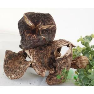 供應(yīng)黑虎掌菌圖片