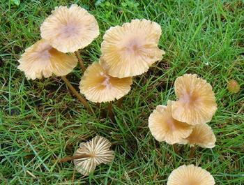 佛山雞樅菌生產(chǎn)廠家