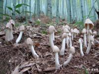 供應(yīng)雞樅菌*的廠家