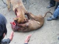 供應(yīng)斗狗 藏獒 供應(yīng)比特狗 藏獒價(jià)格 供應(yīng)比特狗價(jià)格 供應(yīng)比特狗價(jià)格斗狗價(jià)格 比特犬 純種比特犬