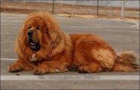 供應藏獒成犬和幼犬.純種藏獒幼犬價格.純種藏獒犬