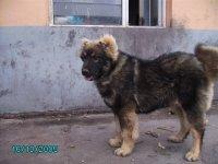 供應 高加索犬 成犬 幼犬