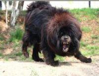 供應藏獒成犬和幼犬.純種藏獒幼犬價格.純種藏獒犬