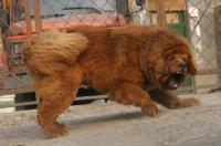 供應藏獒成犬和幼犬.純種藏獒幼犬價格.純種藏獒犬