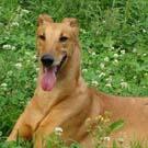 供應(yīng)意大利靈緹犬  意大利靈緹犬報價  意大利靈緹犬批發(fā)  意大 靈緹犬  格力犬