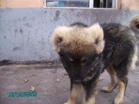 供應 高加索犬 成犬 幼犬