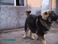 供應 高加索犬 成犬 幼犬
