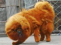 供應(yīng)斗狗 藏獒 供應(yīng)比特狗 藏獒價(jià)格 供應(yīng)比特狗價(jià)格 供應(yīng)比特狗價(jià)格斗狗價(jià)格 比特犬 純種比特犬