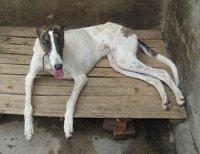 供應(yīng)靈提獵兔犬.那里有賣靈緹格力的.純種靈緹犬出售