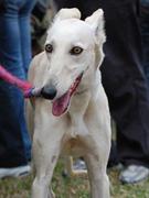 供應(yīng)意大利靈緹犬  意大利靈緹犬報價  意大利靈緹犬批發(fā)  意大 靈緹犬  格力犬